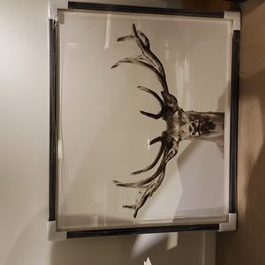 wildlife photo of stag